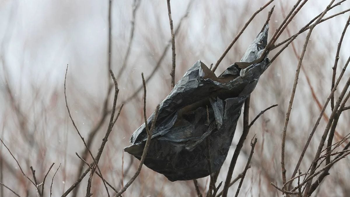 Por qué los expertos colocan bolsas atadas en los árboles