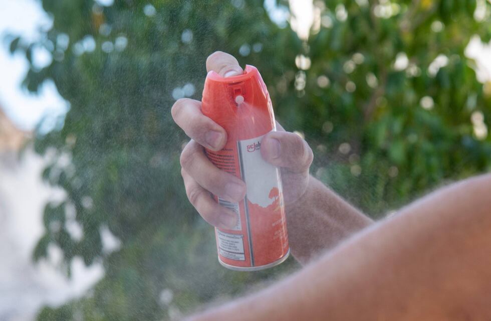 Alerta dengue: científicos aseguran que los mosquitos en Argentina mutaron y ahora son más resistentes al repelente