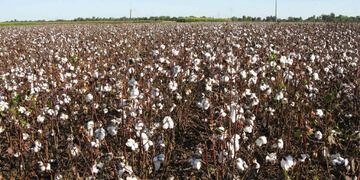 ALGODÓN. La producción se concentra en el norte de Argentina. (Secretaría de Agroindustria)