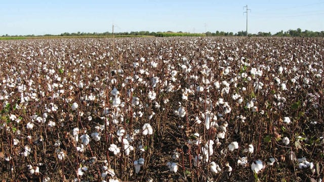 ALGODÓN. La producción se concentra en el norte de Argentina. (Secretaría de Agroindustria)