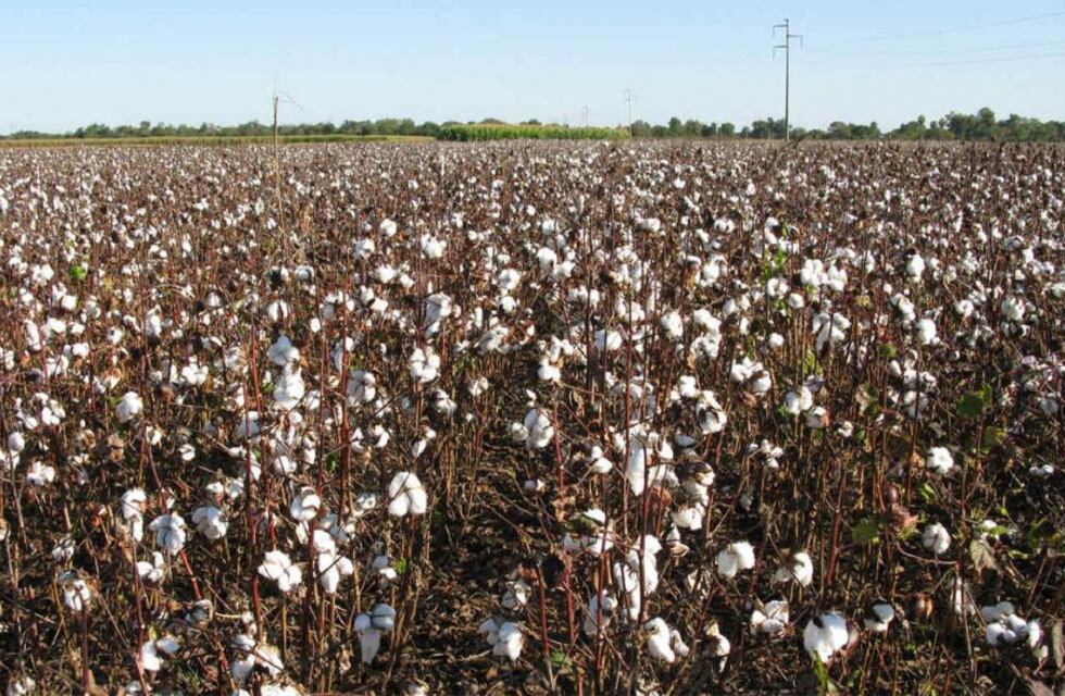 A través de créditos y reintegros, buscan fortalecer la producción algodonera
