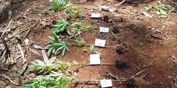 25 de Mayo: secuestran plantas de marihuana.