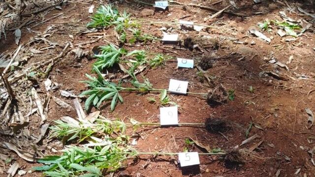 25 de Mayo: secuestran plantas de marihuana.