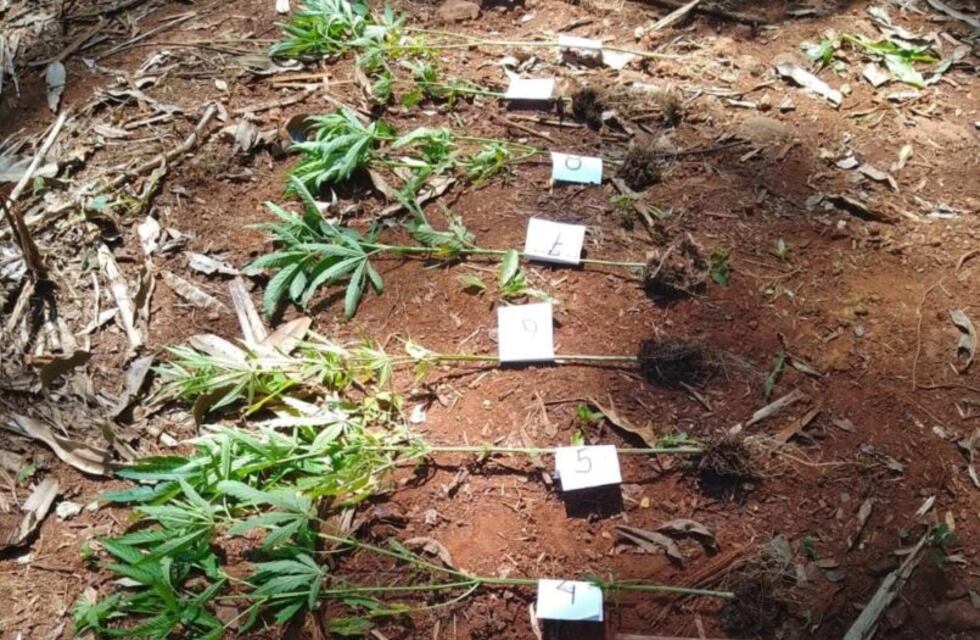 25 de Mayo: secuestran plantas de marihuana
