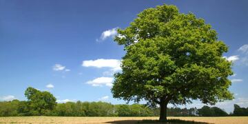 Por qué hoy 29 de agosto se celebra el “Día del Árbol” en Argentina.