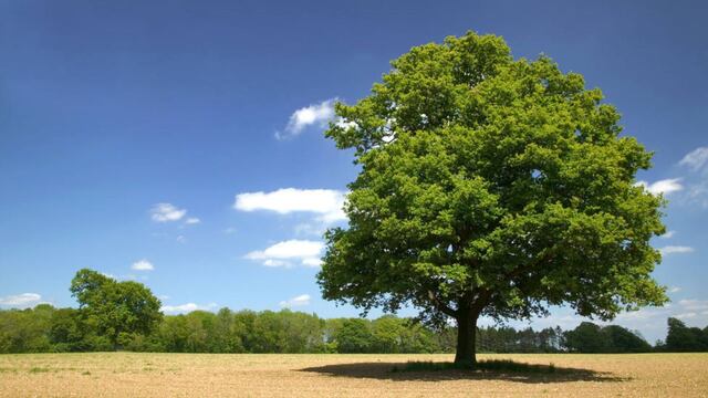 Por qué hoy 29 de agosto se celebra el “Día del Árbol” en Argentina.