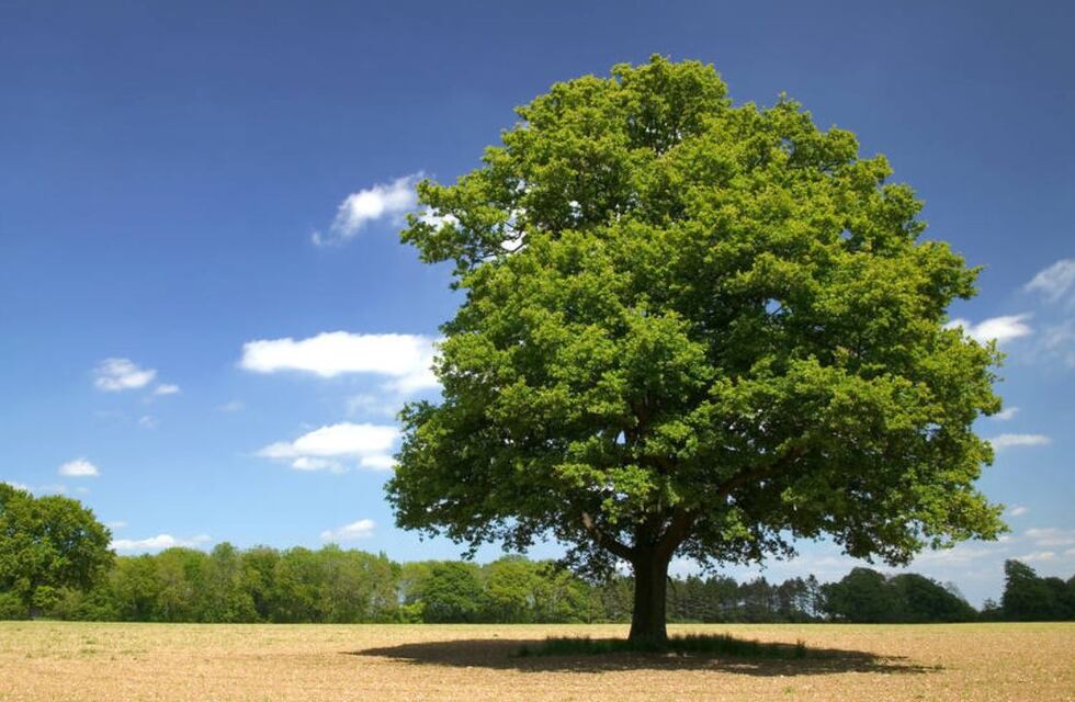 Rafaela celebra la Semana del Árbol