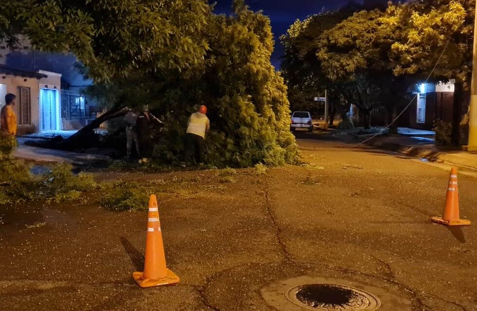 Tormenta en Alvear: el viento arrancó árboles, tiró ramas y redes eléctricas quedaron por el piso