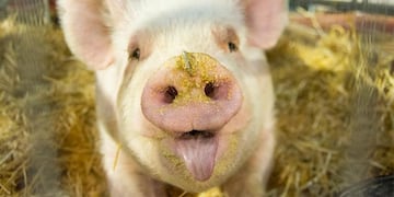 Su chancho mordió a dos personas y ella terminó imputada