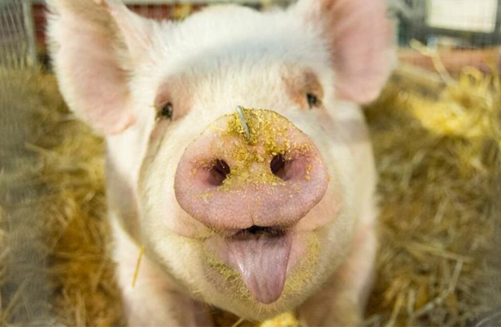 Su chancho mordió a dos personas y ella terminó imputada