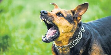 Los perros son los principales transmisores de esta enfermedad, y es necesaria la vacunación anual.