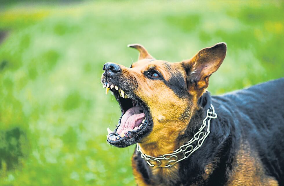 Charla: Bienestar Animal y Salud Pública en Paraná
