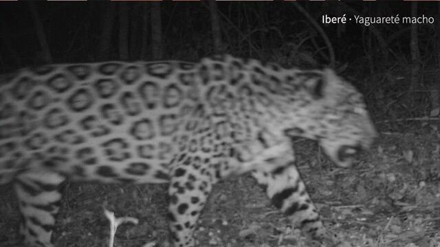 Captan a un yaguareté en la reserva El Puente Verde de Comandante Andresito.