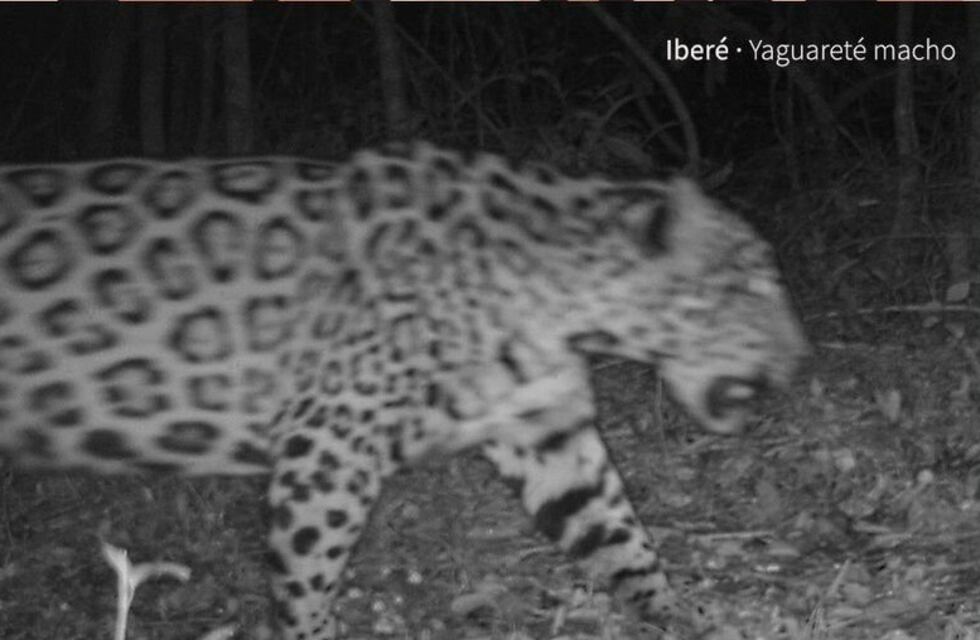 Captan a un yaguareté en la reserva El Puente Verde de Comandante Andresito