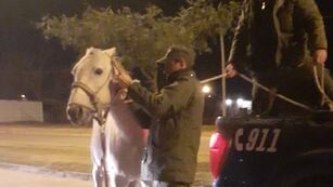 El caballo secuestrado por la Guardia de Los Pumas