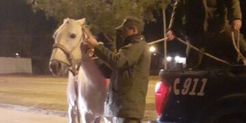 El caballo secuestrado por la Guardia de Los Pumas