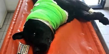 Sam, héroe de cuatro patas.