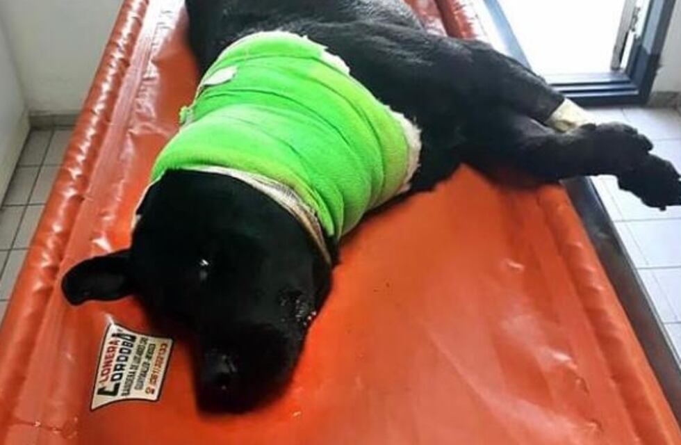 Falleció Sam, el perro que recibió un balazo por salvar a su dueño