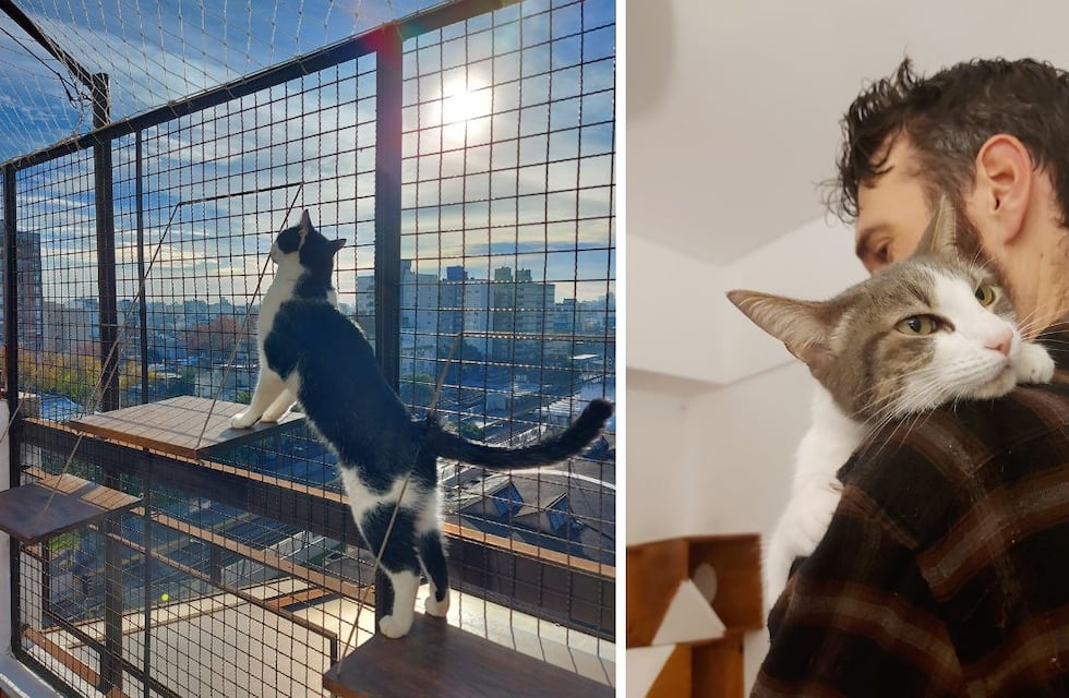 Viajaron por Europa cuidando gatos, regresaron a la Argentina y hoy triunfan con un hotel para felinos
