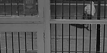 Eldorado: local comercial sufrió un robo a pocos días de su inauguración.