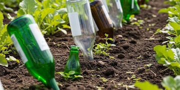 No es por moda: para qué sirve colocar botellas invertidas en la tierra de las plantas
