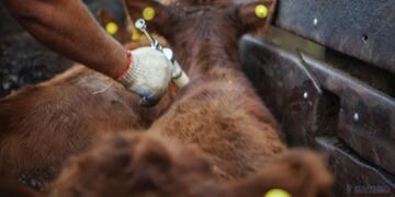 El supervisor del Senasa recordó la obligatoriedad de la vacunación de los animales.