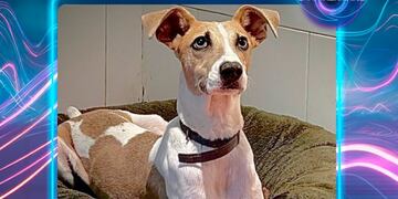 La inesperada decisión que tomaron sobre Arturo, el perro de Gran Hermano 2024