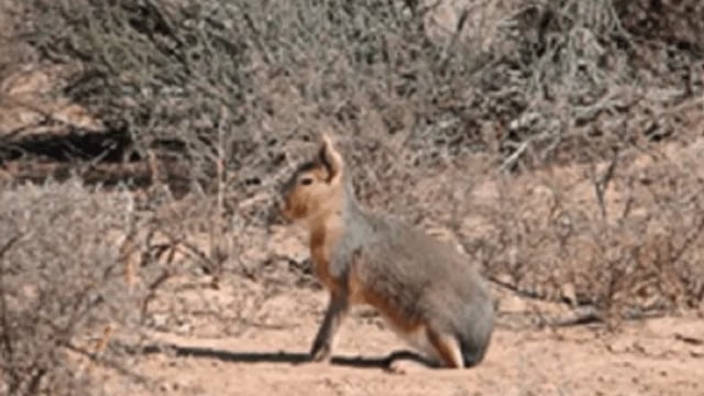 La población de la mara se redujo un 30% en los últimos 10 años en todo el país.