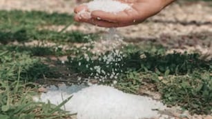 Para qué sirve colocar sal en la tierra de las plantas: el truco casero que pocos conocen