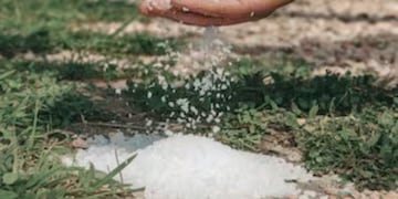 Para qué sirve colocar sal en la tierra de las plantas: el truco casero que pocos conocen