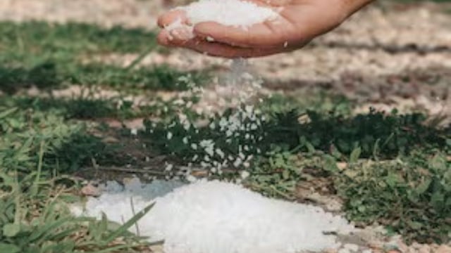 Para qué sirve colocar sal en la tierra de las plantas: el truco casero que pocos conocen