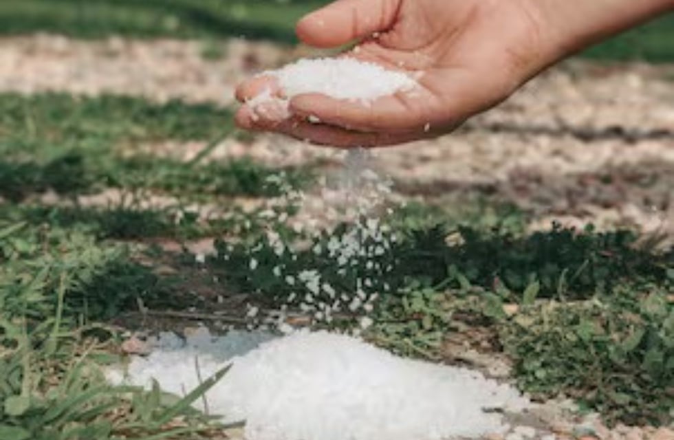 Para qué sirve colocar sal en la tierra de las plantas: el truco casero que pocos conocen
