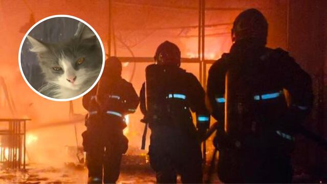 La gata despertó a su familia justo a tiempo.