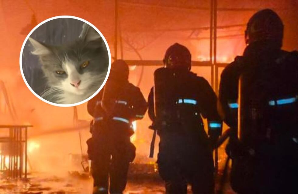 Lola, la heroína de cuatro patas que salvó a su familia del incendio de su casa en Córdoba