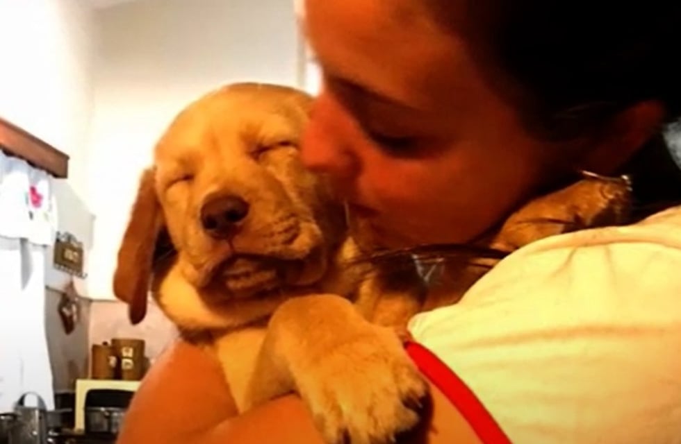 Jesús María: historia de la disputa entre una familia y los Bomberos por la tenencia de Koda, un labrador irresistiblemente fachero