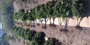 Las plantas de marihuana decomisadas en Uspallata. Gentileza Gendarmería Nacional.