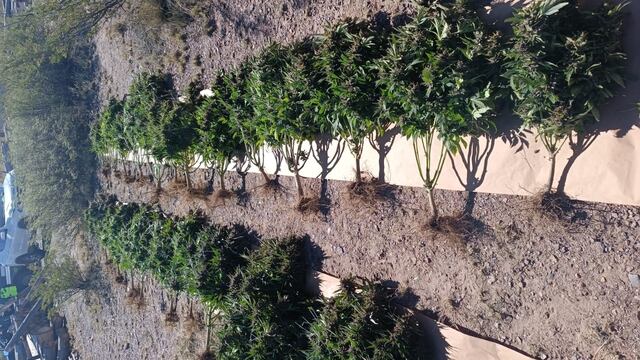 Las plantas de marihuana decomisadas en Uspallata. Gentileza Gendarmería Nacional.