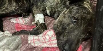 Guerrero, el perro que fue víctima de los disparos del salteño.