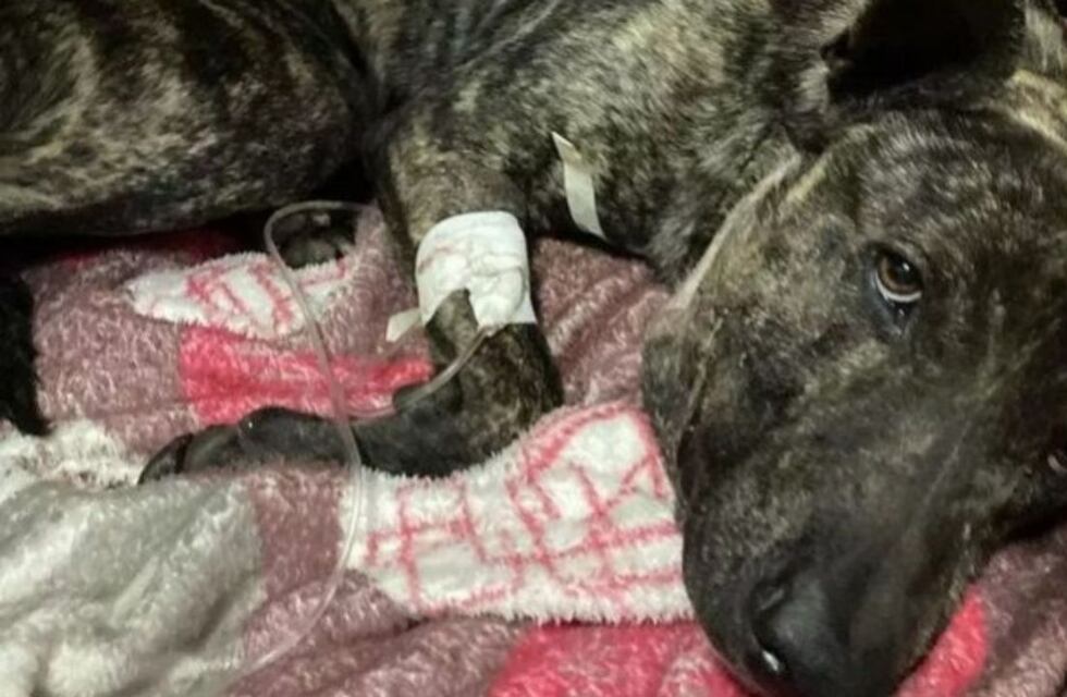 Salta: baleó a un perro y ahora deberá pagar más de 100 mil pesos por maltrato animal