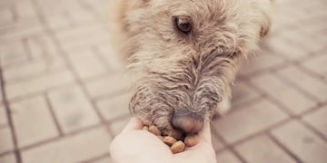 Más de 10 millones perros viven en las calles de México, según la Secretaría de Salud del país. (Imagen referencia)