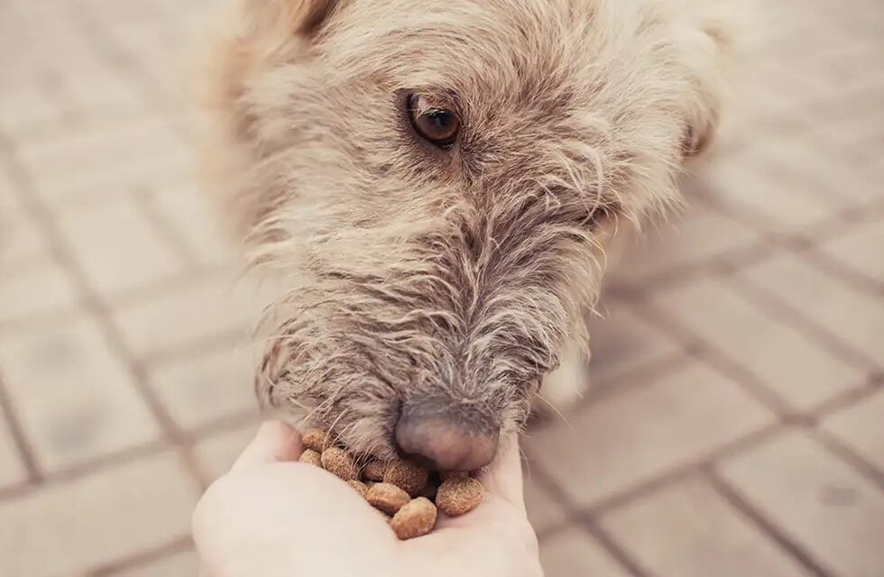 El conmovedor video de una nena que alimenta perros callejeros