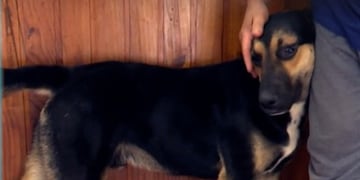 El animal aguarda por su compañera en un local de la ciudad de Córdoba.