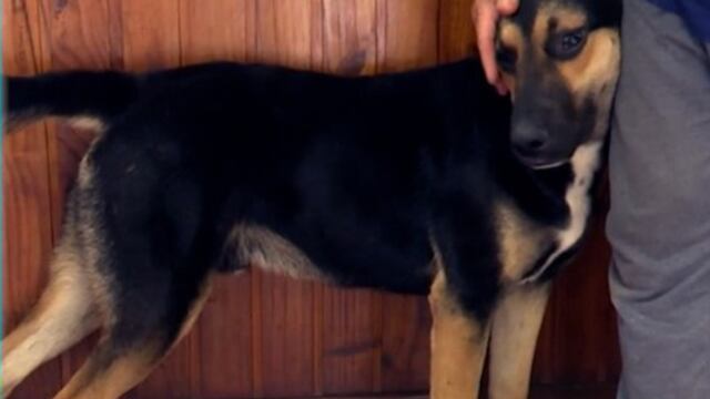 El animal aguarda por su compañera en un local de la ciudad de Córdoba.