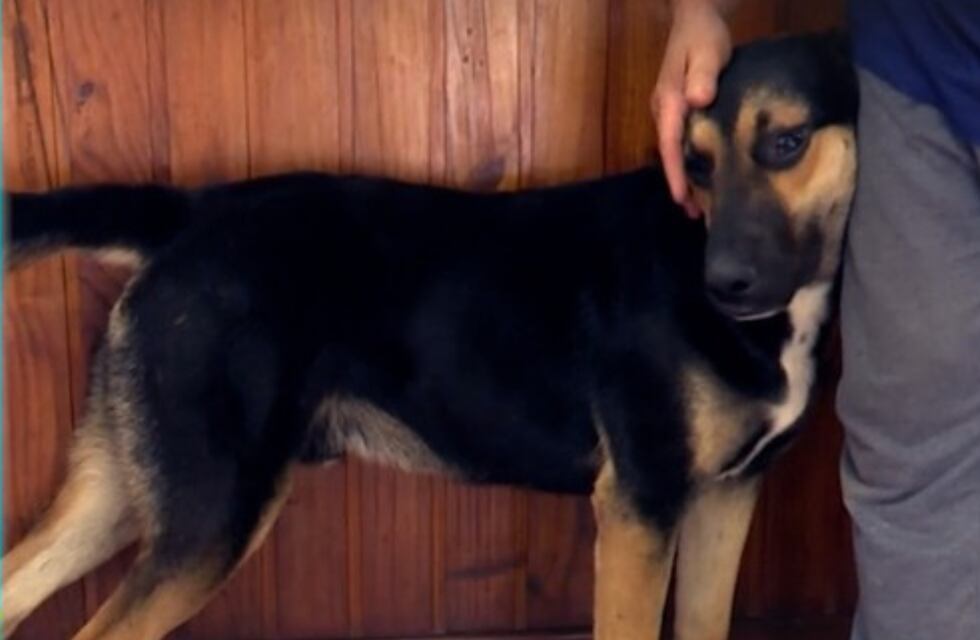 La tierna historia del perro que espera a su dueña y conmueve a Córdoba