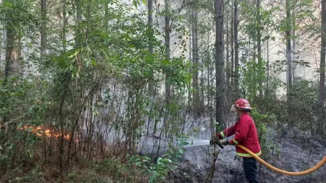 Varias hectáreas de pinos en Santo Pipó fueron afectados por un incendio.
