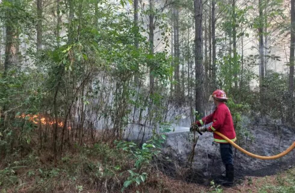 Varias hectáreas de pinos en Santo Pipó fueron afectados por un incendio