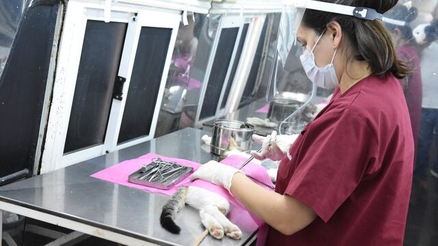 Quirófano Móvil donde se hacen castraciones en Rafaela