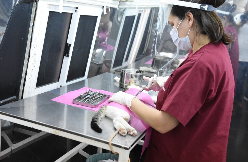 El quirófano móvil retoma la actividad