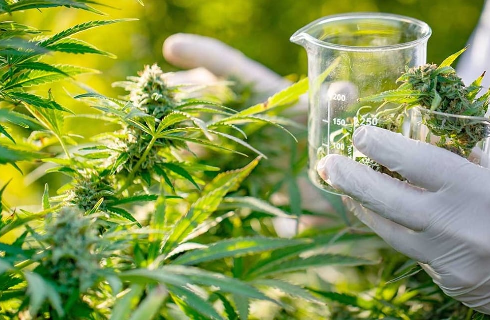 Realizarán conversatorio sobre cannabis medicinal en Tierra del Fuego