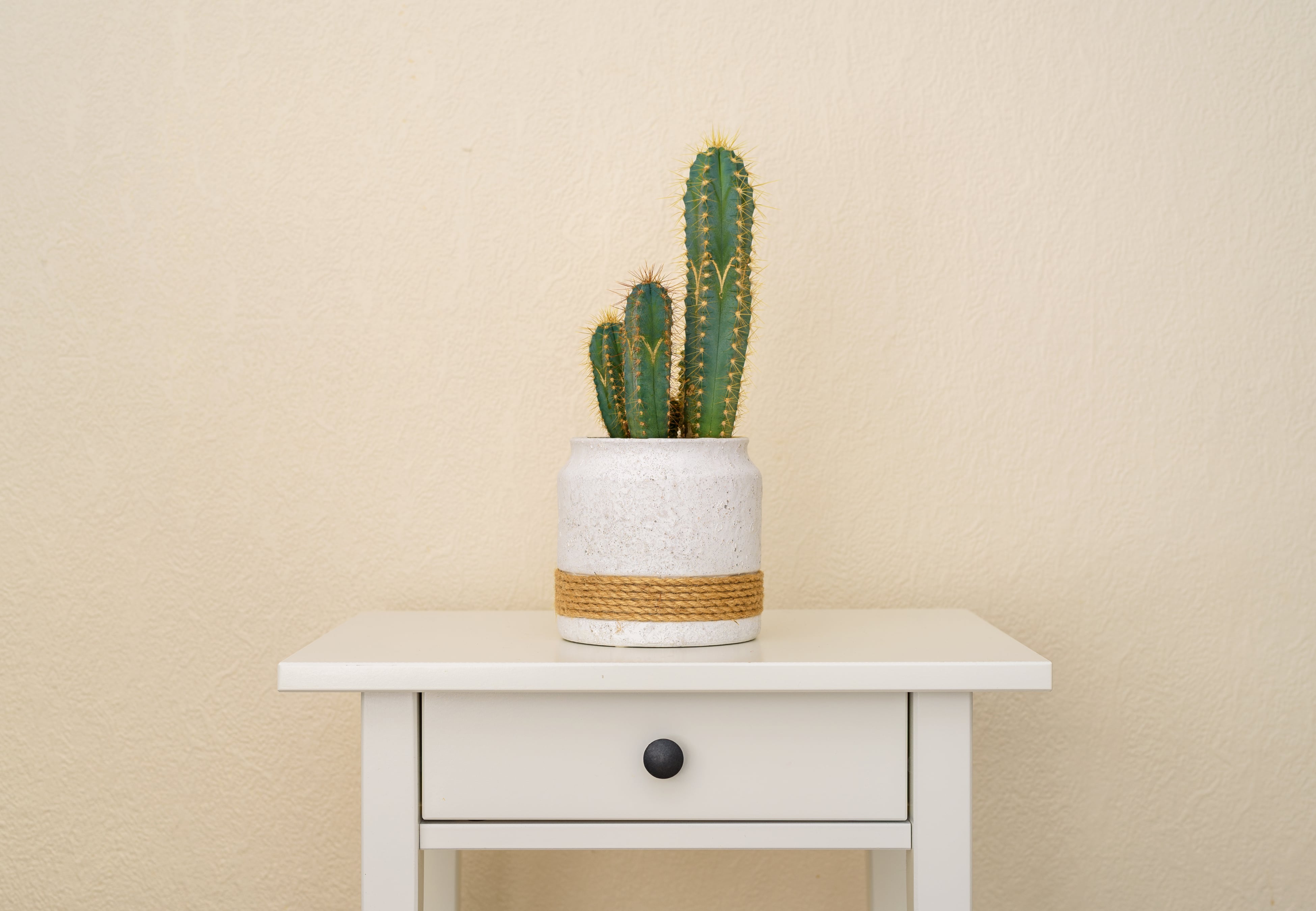 Cactus.
